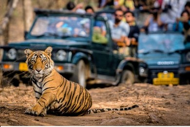 Gypsy safari jeep with tourists on tiger tracking tour in Ranthambore National Park