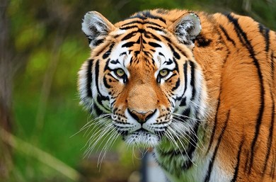 Royal Bengal Tiger Ranthambore Safari