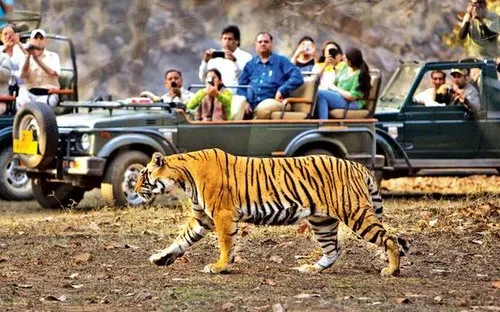 Safari jeep Ranthambore gypsy