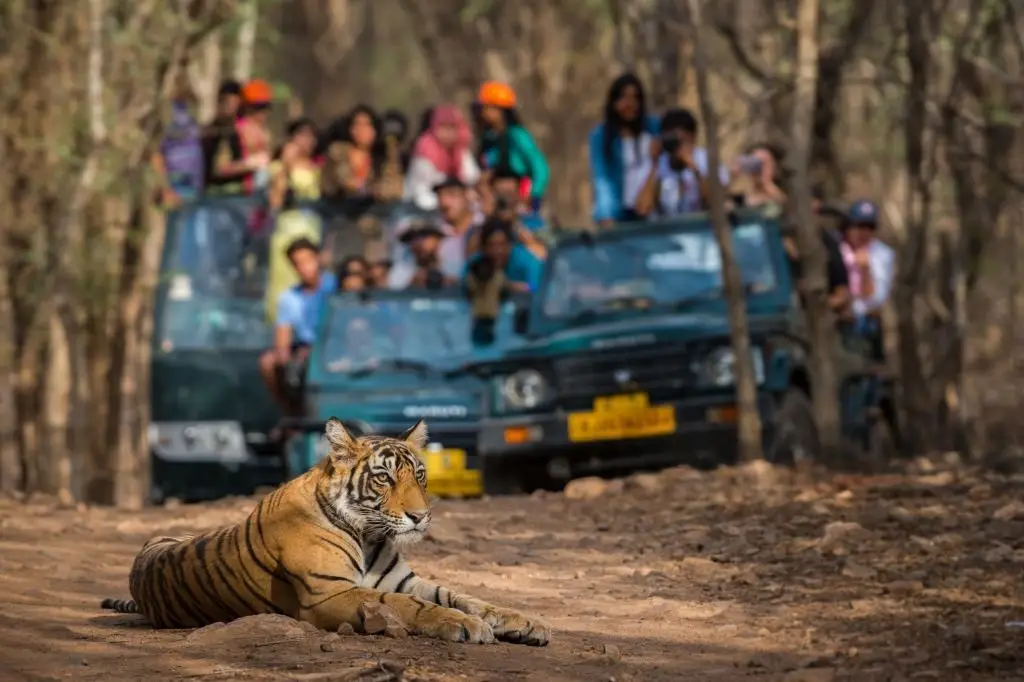 Deer in Ranthambore